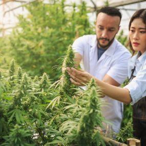 Bild von Cannabis Training University