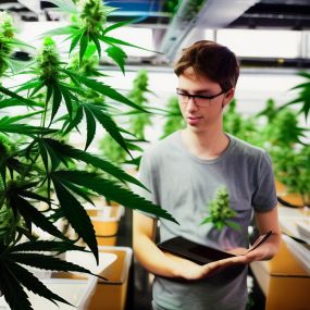 Bild von Cannabis Training University