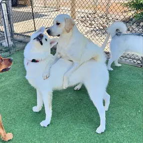 Bild von Paradise Pet Resorts