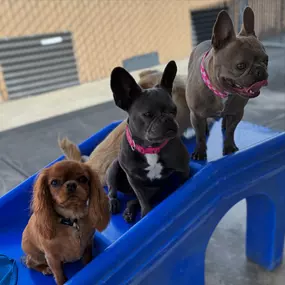 Bild von Paradise Pet Resorts