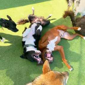 Bild von Paradise Pet Resorts