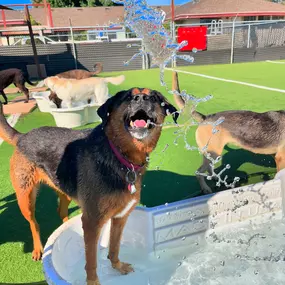 Bild von Paradise Pet Resorts