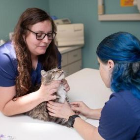 Bild von Cat Hospital of Tucson