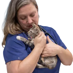 Bild von Cat Hospital of Tucson