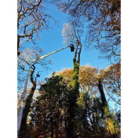 Bild von Eco Active Arborists