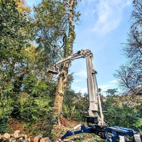 Bild von Eco Active Arborists