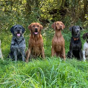 Bild von Sandra Havener -  Hundetraining