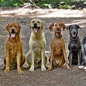 Bild von Sandra Havener -  Hundetraining