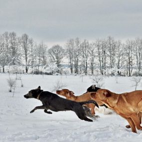 Bild von Sandra Havener -  Hundetraining