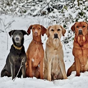 Bild von Sandra Havener -  Hundetraining