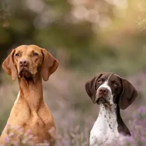 Bild von Sandra Havener -  Hundetraining