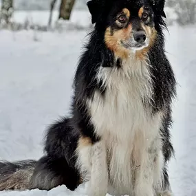 Bild von Sandra Havener -  Hundetraining