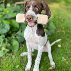 Bild von Sandra Havener -  Hundetraining