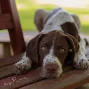 Bild von Sandra Havener -  Hundetraining