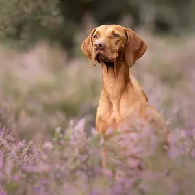 Bild von Sandra Havener -  Hundetraining