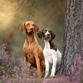 Bild von Sandra Havener -  Hundetraining