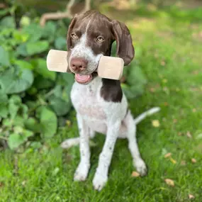 Bild von Sandra Havener -  Hundetraining