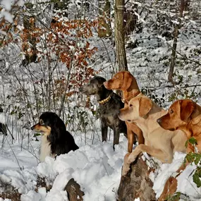 Bild von Sandra Havener -  Hundetraining