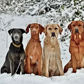 Bild von Sandra Havener -  Hundetraining