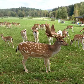 Bild von Ferienwohnungen Hendlmühle