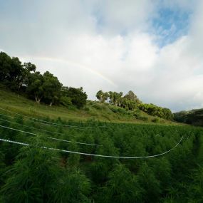 Bild von Kaua'i Hemp Company