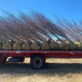 Bild von Bruce Helsel Tree Farm