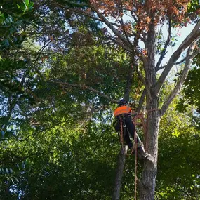 Bild von Bruce Helsel Tree Farm