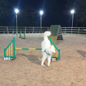 Bild von Celestine Dog Training