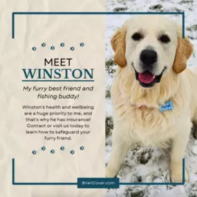 Say hello to Winston, Brian Cover’s four-legged assistant! ???? He’s ready for every adventure that comes his way.