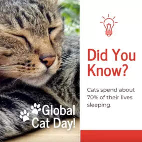 Did you know cats spend 70% of their lives sleeping? ???? With that much snoozing, it's important to make sure they’re safeguarded for the other 30%! ???? In honor of Global Cat Day, now’s a great time to review your pet insurance policy. Whether your feline friend is lounging or leaping, we’ve got coverage options to keep them safe.