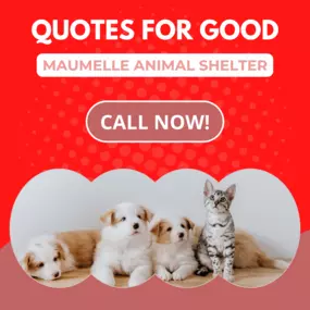 Charlotte Potts - State Farm Insurance Agent is donating $10 to Maumelle Animal Shelter for every eligible quote provided during the month of February 2022! We have two convenient locations to stop by or call our office for your free insurance quote. Reach out to us today!