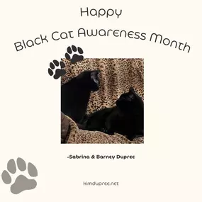 Happy Black Cat Awareness Month