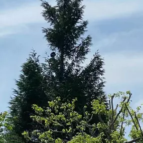 Bild von Lee's Tree Services