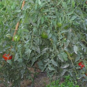 29-Tomates-ecologicos.jpg