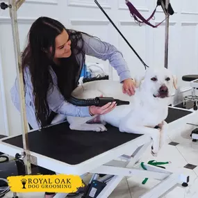 Bild von Royal Oak Dog Grooming