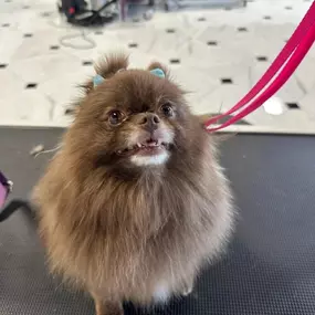 Bild von Royal Oak Dog Grooming