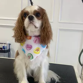 Bild von Royal Oak Dog Grooming