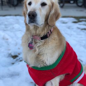 Happy National Dress Up Your Pet Day!