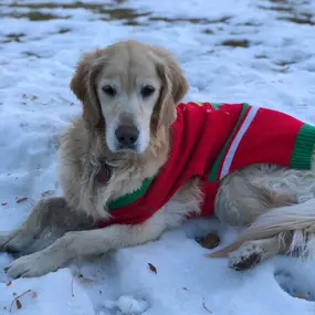 Happy National Dress Up Your Pet Day!