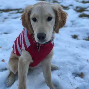 Happy National Dress Up Your Pet Day!