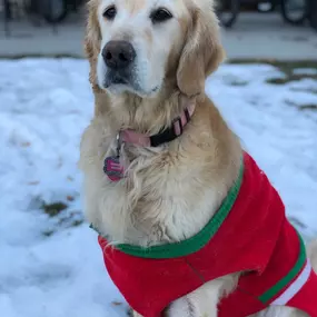 Happy National Dress Up Your Pet Day!