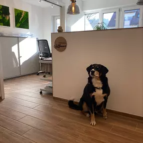 Büro Hund von INTER Versicherungsgruppe Mark Hartz in Sulz am Neckar