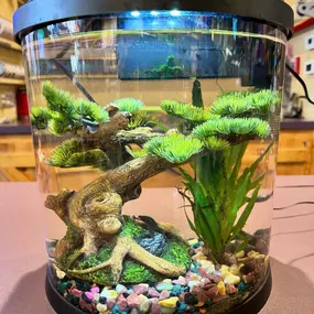 Our frogs need a new home! We want to give them to one of our special customers! Why you? Send us a video of yourself talking about your favorite parts of Downtown Bozeman. Our favorite videos will be reposted then you will get a chance to vote for your favorite. The winner will be given our three frogs named Leonardo, Michelangelo, and Donatello! Good luck!