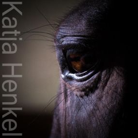 Katja Henkel - Fotografin für Mensch und Tier - Referenzbild