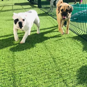 Bild von Burstwick Doggy Day Care