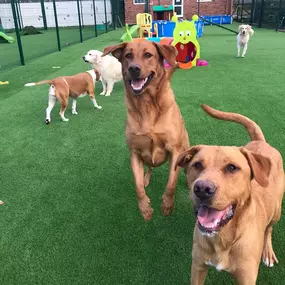 Bild von Burstwick Doggy Day Care