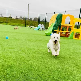 Bild von Burstwick Doggy Day Care