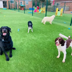 Bild von Burstwick Doggy Day Care