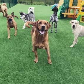 Bild von Burstwick Doggy Day Care