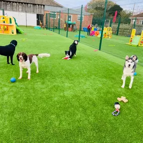 Bild von Burstwick Doggy Day Care